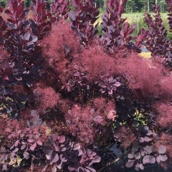 Smokebush Winecraft Black Campbell S Nursery