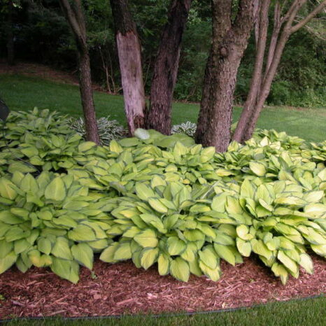 Hosta Gold Standard Campbell S Nursery