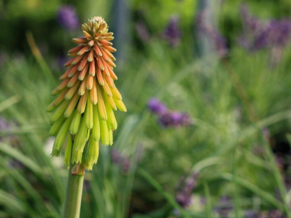 Kniphofia Fire Dance Campbell S Nursery