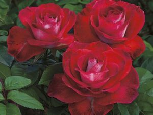 Hybrid Tea Rose, Smokin' Hot - Campbell's Nursery