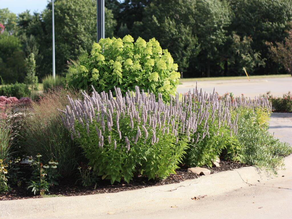 Agastache, Blue Fortune