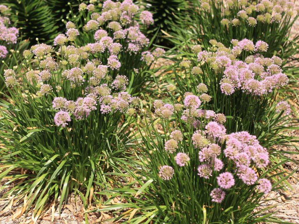 Allium, Millenium Campbell's Nursery