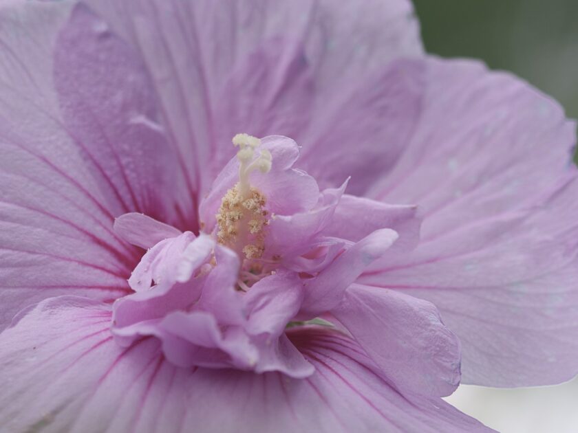 Althea Lavender Chiffon Campbells Nursery