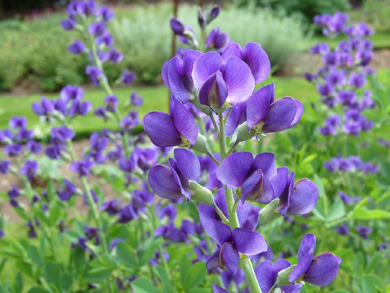 False Indigo, Blue - Campbells Nursery