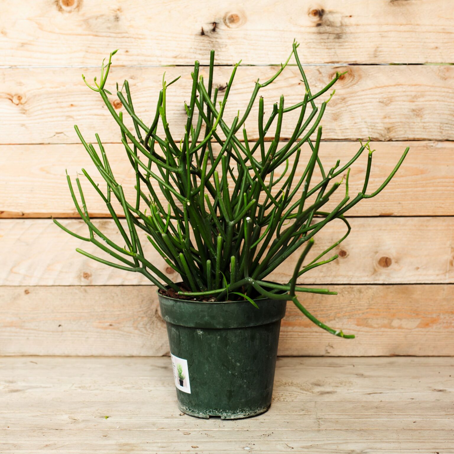 Euphorbia Tirucalli Pencil Cactus Hortology