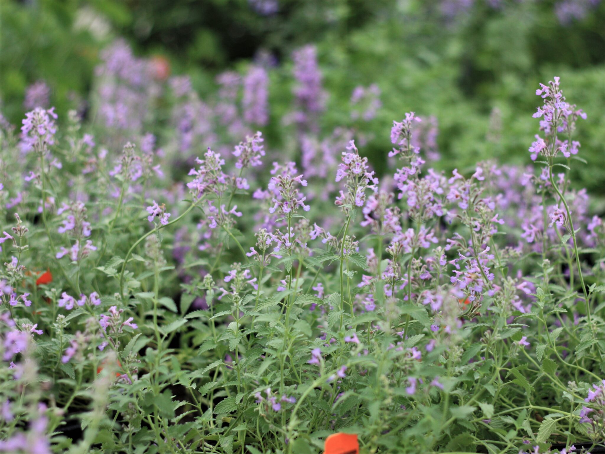 Catmint, Little Trudy - Campbells Nursery