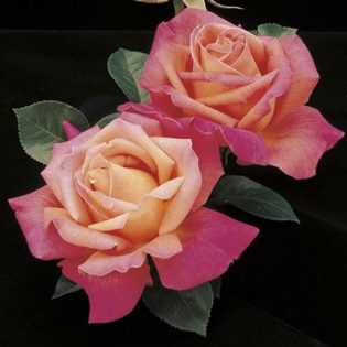 Hybrid Tea Rose, Chicago Peace - Campbell's Nursery