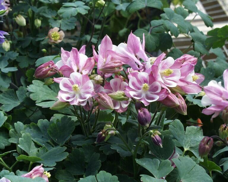 Columbine, Biedermeier Campbells Nursery