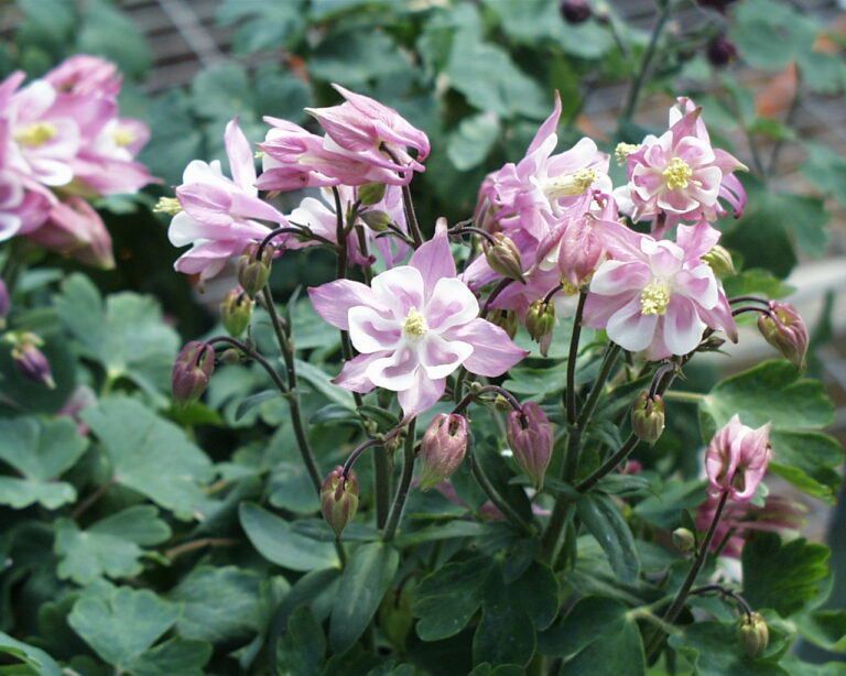 Columbine, Biedermeier Campbells Nursery