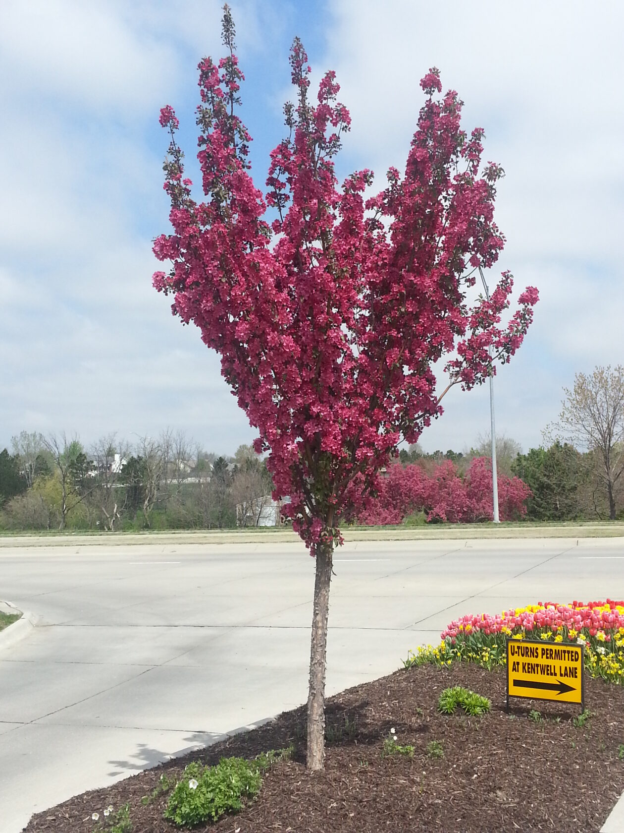 Crabapple, Red Baron - Campbells Nursery