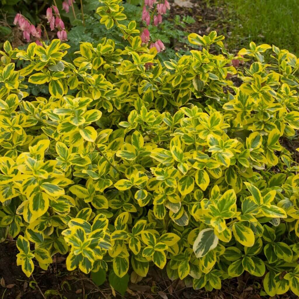 Euonymus, Gold Splash - Campbell's Nursery