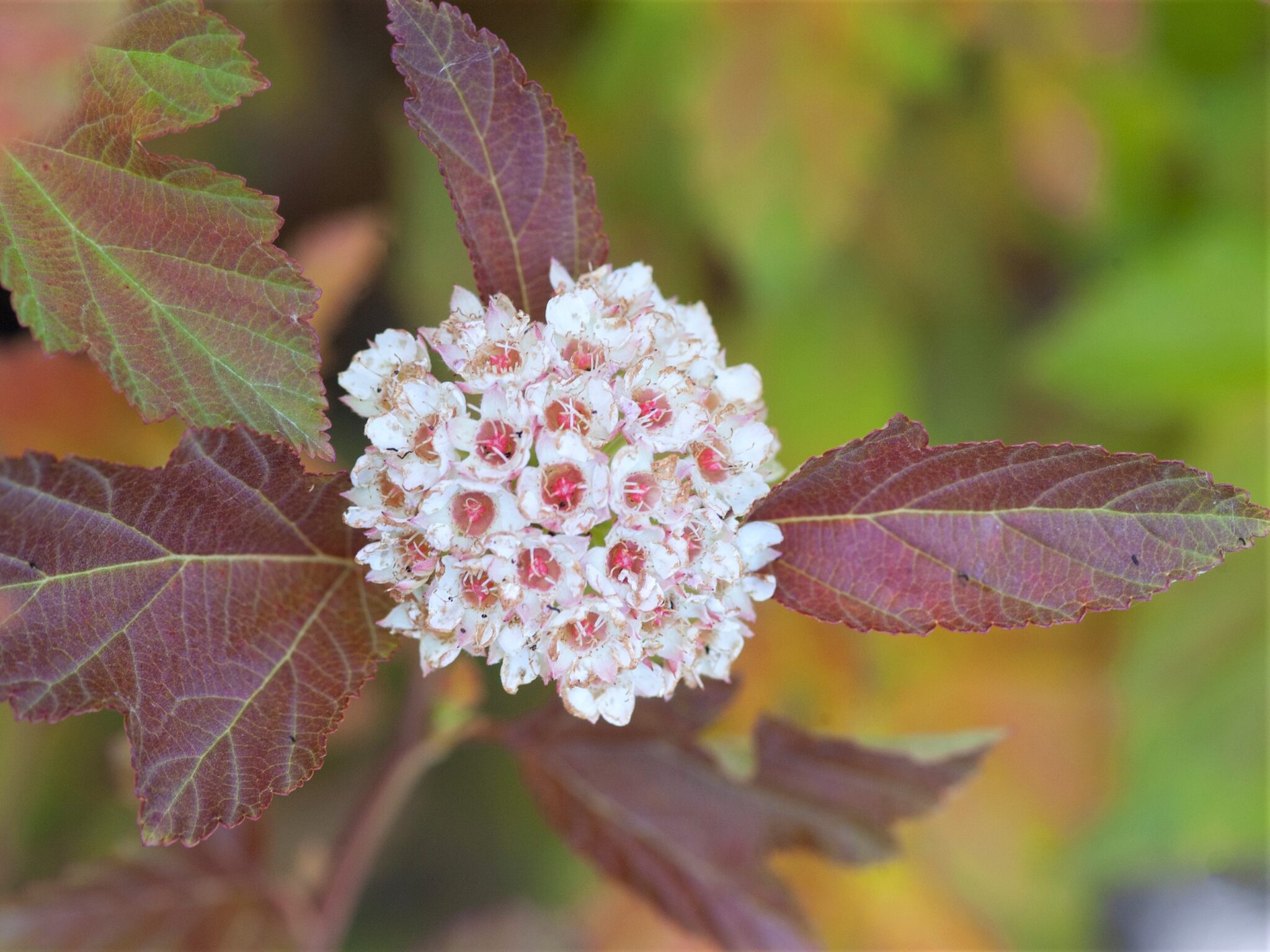 Ninebark, Amber Jubilee - Campbells Nursery