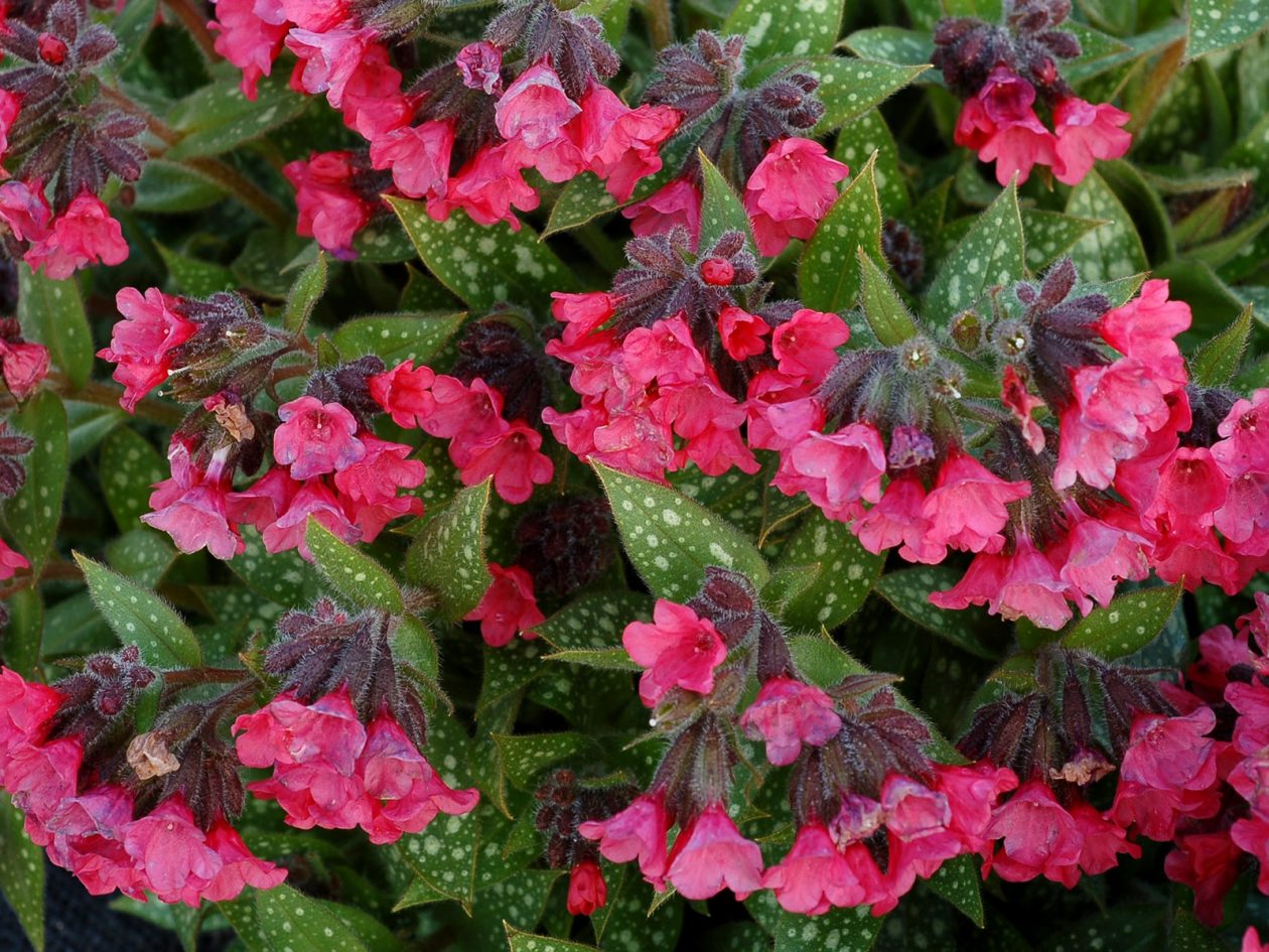 Lungwort, Shrimps on the Barbie - Campbells Nursery