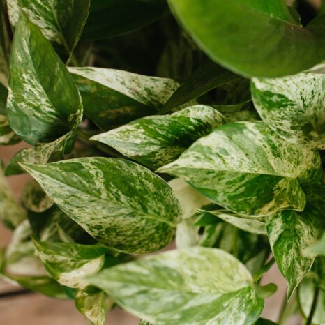 Pothos, Marble Queen - Campbell's Nursery