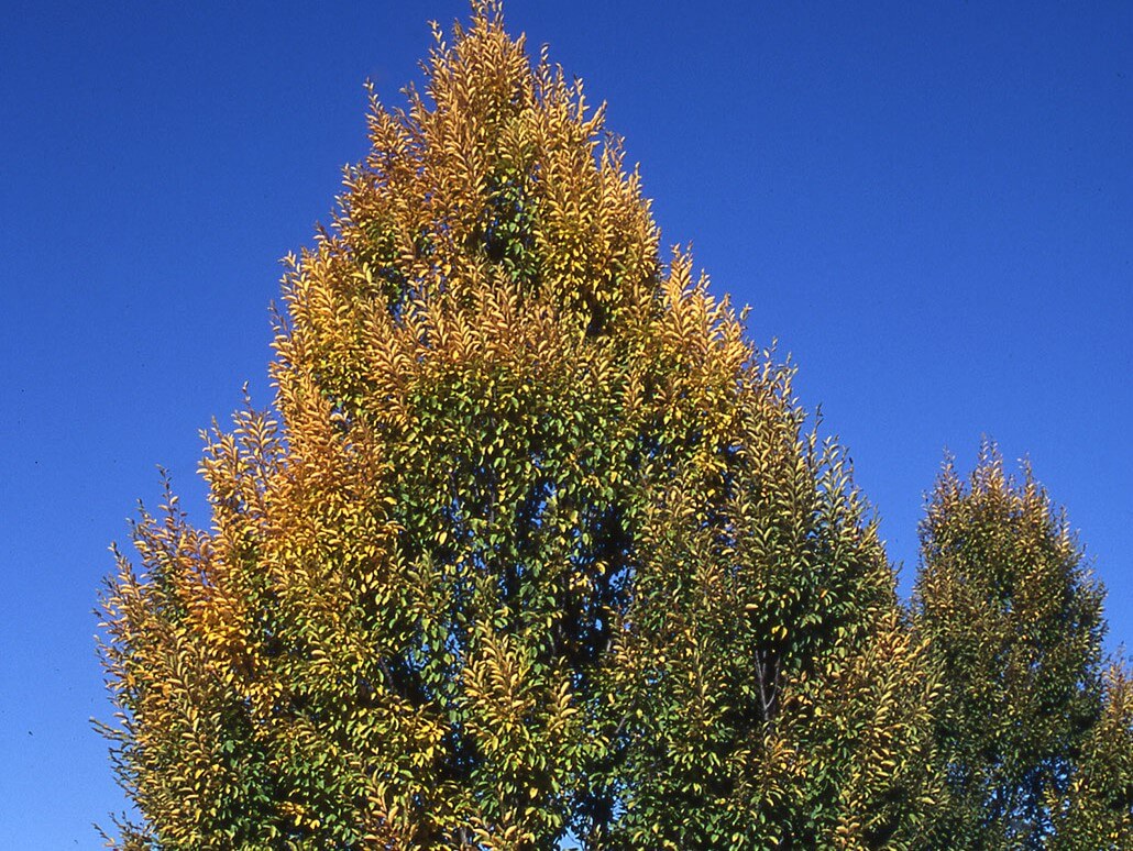 Texture 329: Versailles hornbeam hedge - Square Texture