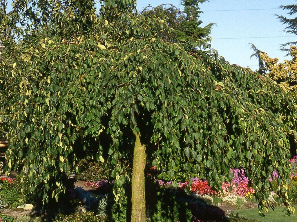 Crabapple, Red Jade - Campbell's Nursery