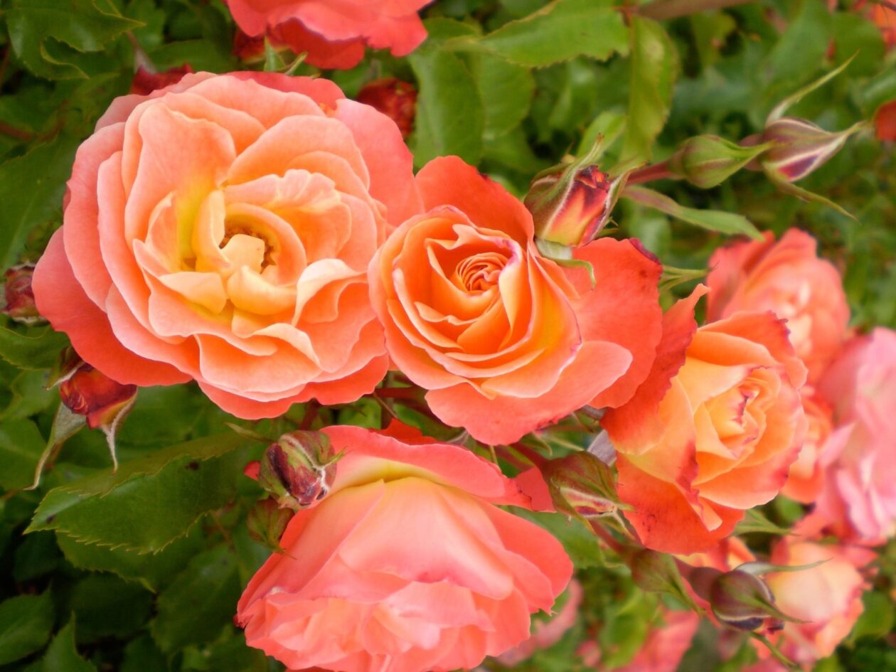 Shrub Rose, Easy Elegance Coral Cove - Campbell's Nursery