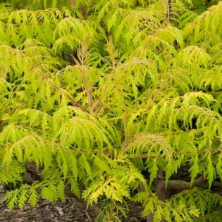 Sumac, Tiger Eyes - Campbell's Nursery