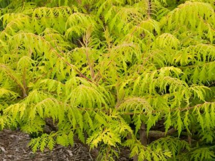 Sumac, Tiger Eyes - Campbell's Nursery