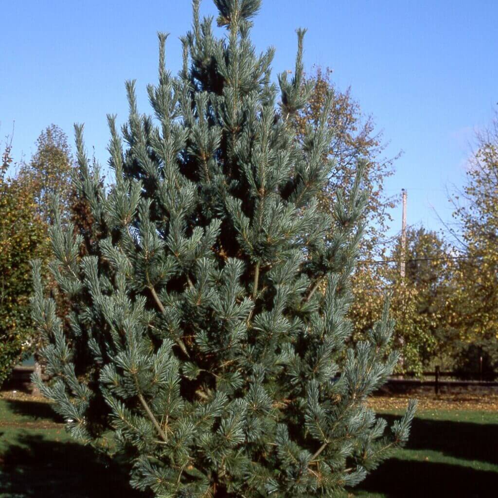 Pine, Limber Vanderwolf’s Pyramid