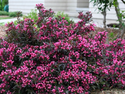 Sonic Bloom Pure Pink Weigela  Spring Meadow - wholesale liners - Spring  Meadow Nursery
