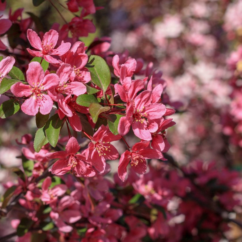 Trees Archives - Campbell's Nursery