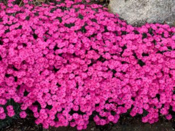 Dianthus, Paint the Town Magenta - Campbell's Nursery