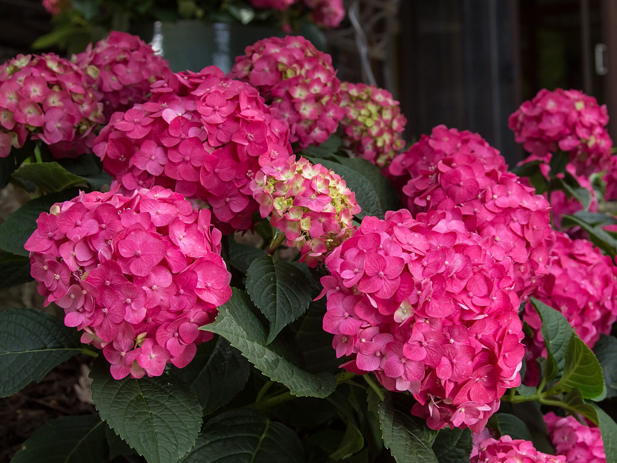 Hydrangea, Bigleaf Summer Crush - Campbells Nursery