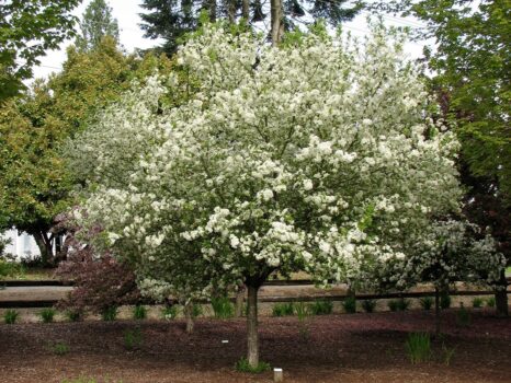 Crabapple, Lollipop - Campbell's Nursery