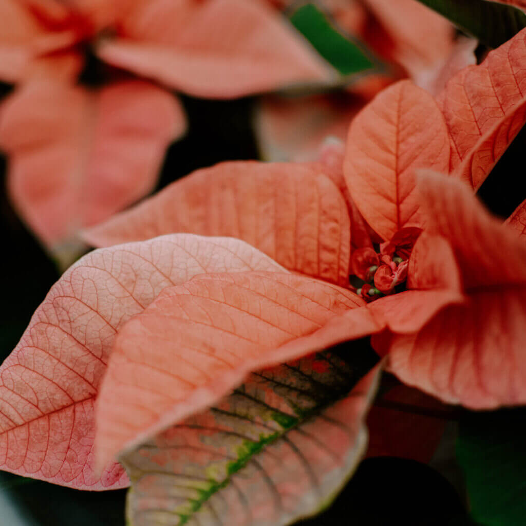 Poinsettia, Pink Variety