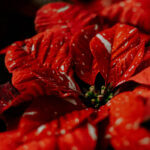 Poinsettia Red Glitter - Dewar Nurseries