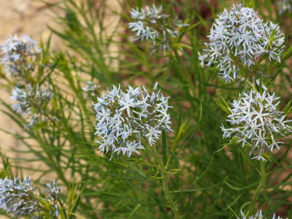 Amsonia, Blue Star - Campbell's Nursery