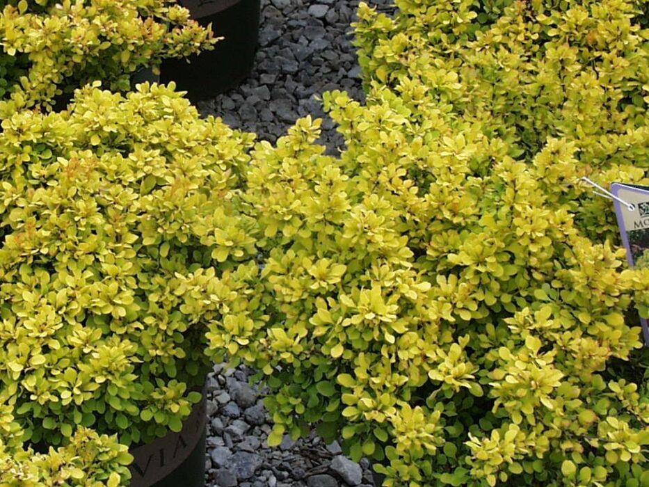 Barberry, Golden Nugget - Campbell's Nursery