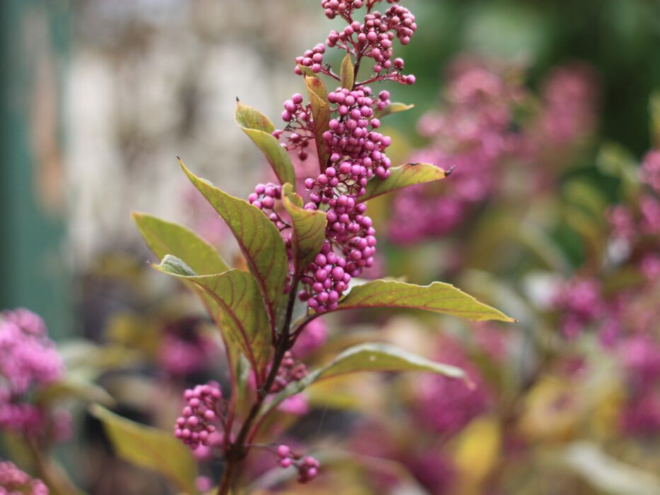 pearl glam beautyberry