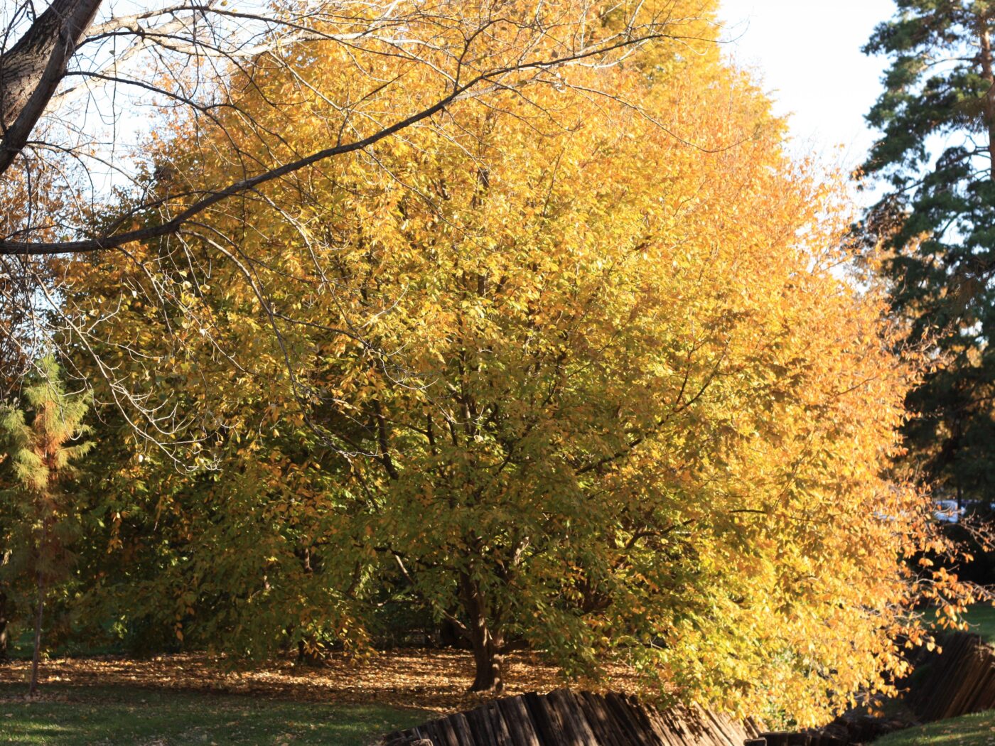 Hop-hornbeam, American - Campbell's Nursery