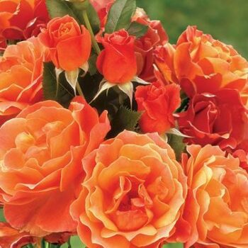 Floribunda Rose, Livin' Easy - Campbell's Nursery