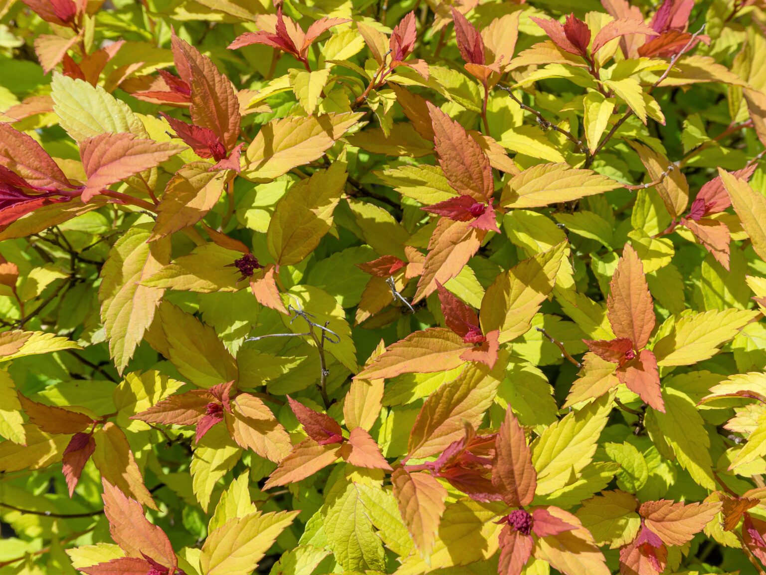 Spirea, Rainbow Fizz - Campbells Nursery