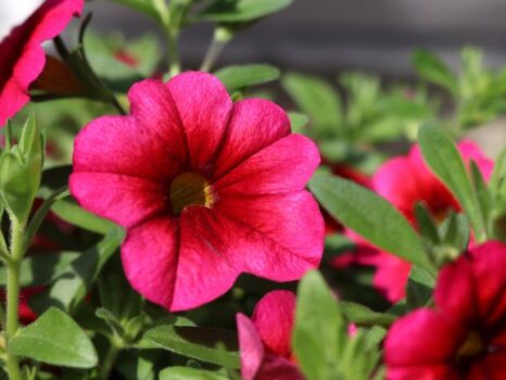 Calibrachoa, Bloomtastic Cherry - Campbell's Nursery