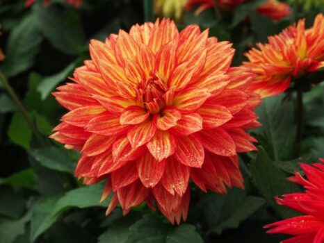 Dahlia, XXL Tabasco - Campbell's Nursery