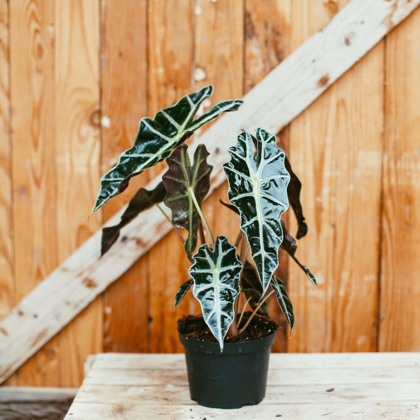 Alocasia, Polly Campbell's Nursery