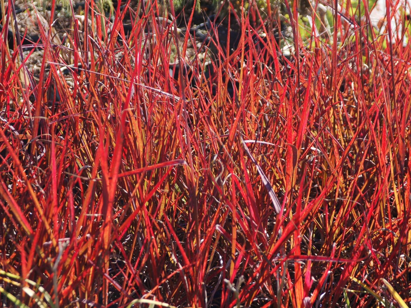 Grass, Big Bluestem Red October - Campbell's Nursery