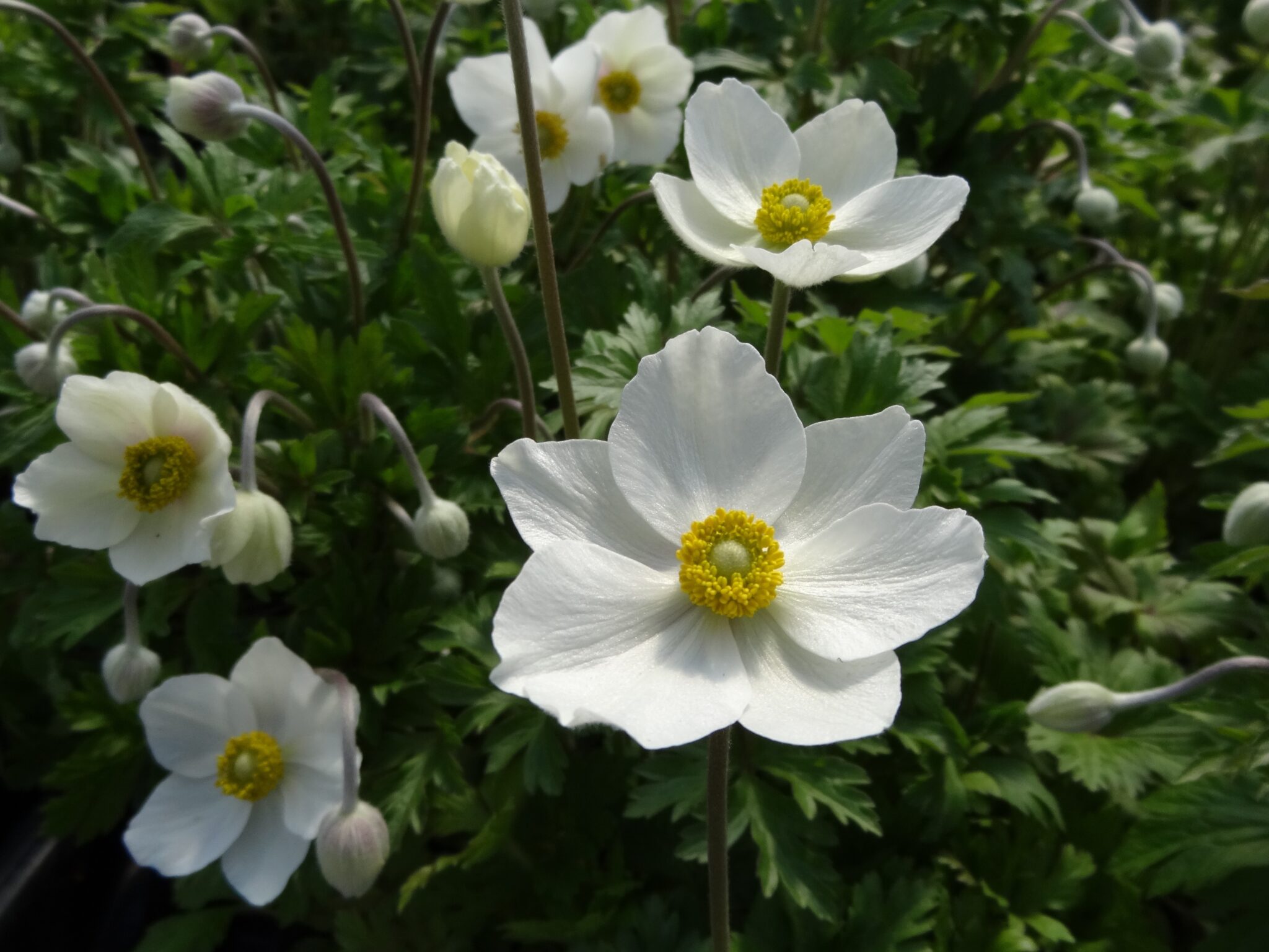 Anemone, Snowdrop - Campbells Nursery