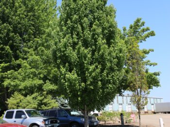 Maple, Red Armstrong Gold - Campbell's Nursery