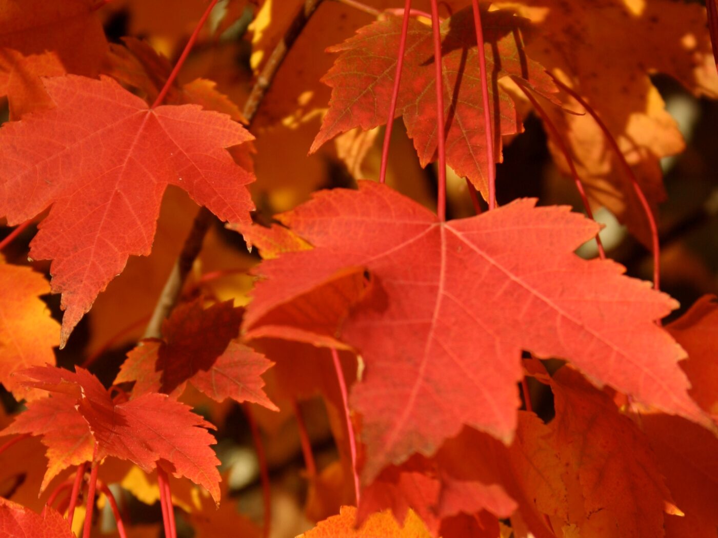 Maple, Red Armstrong Columnar - Campbell's Nursery