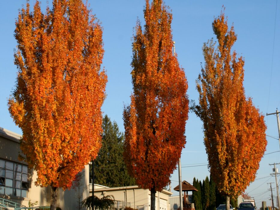 Maple, Red Armstrong Columnar - Campbell's Nursery