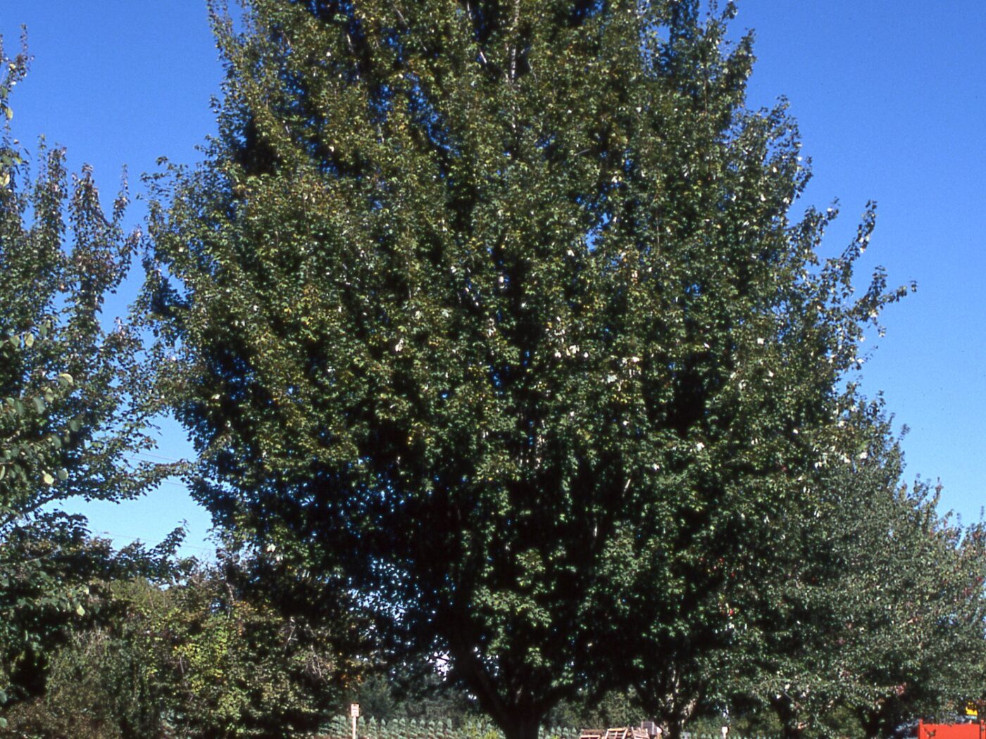 Maple, Red Armstrong Columnar - Campbell's Nursery