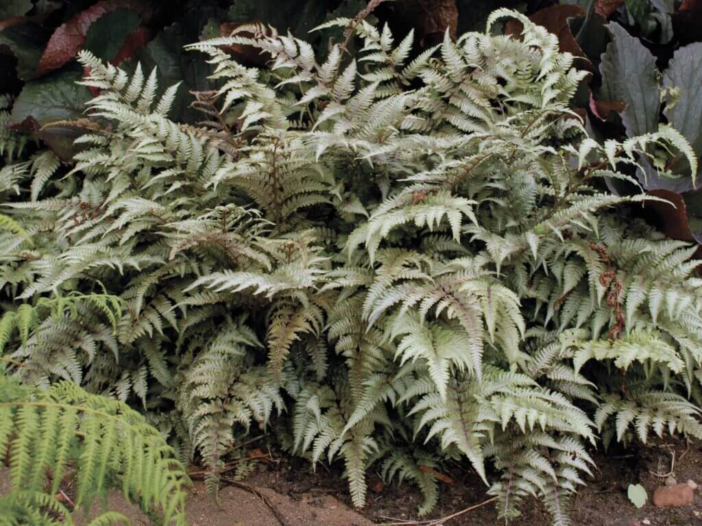 Fern, Japanese Painted - Campbell's Nursery