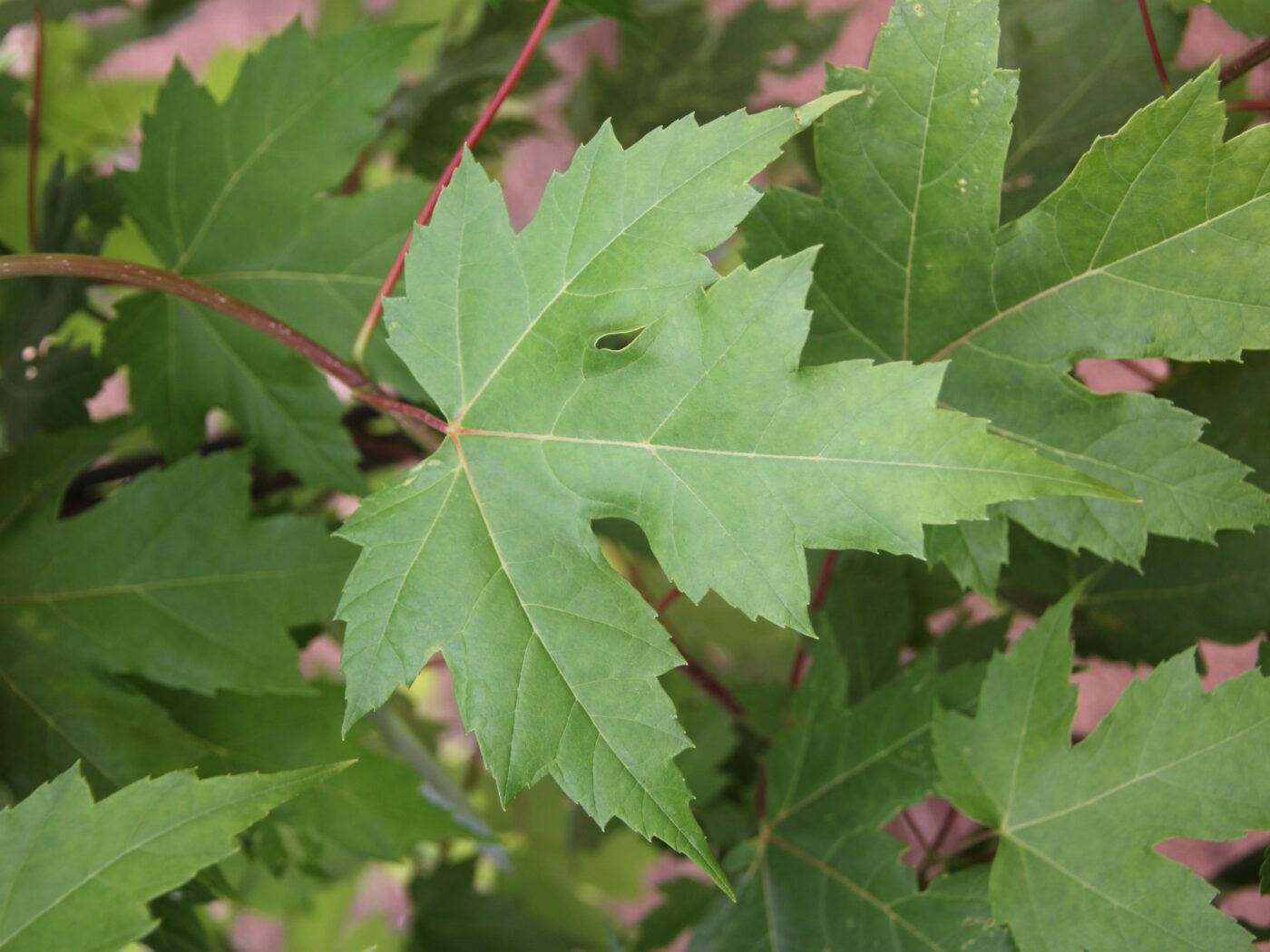 Maple, Freeman Autumn Blaze - Campbell's Nursery