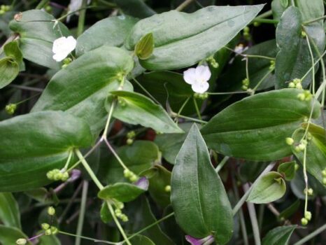 Tahitian Bridal Veil - Campbell's Nursery