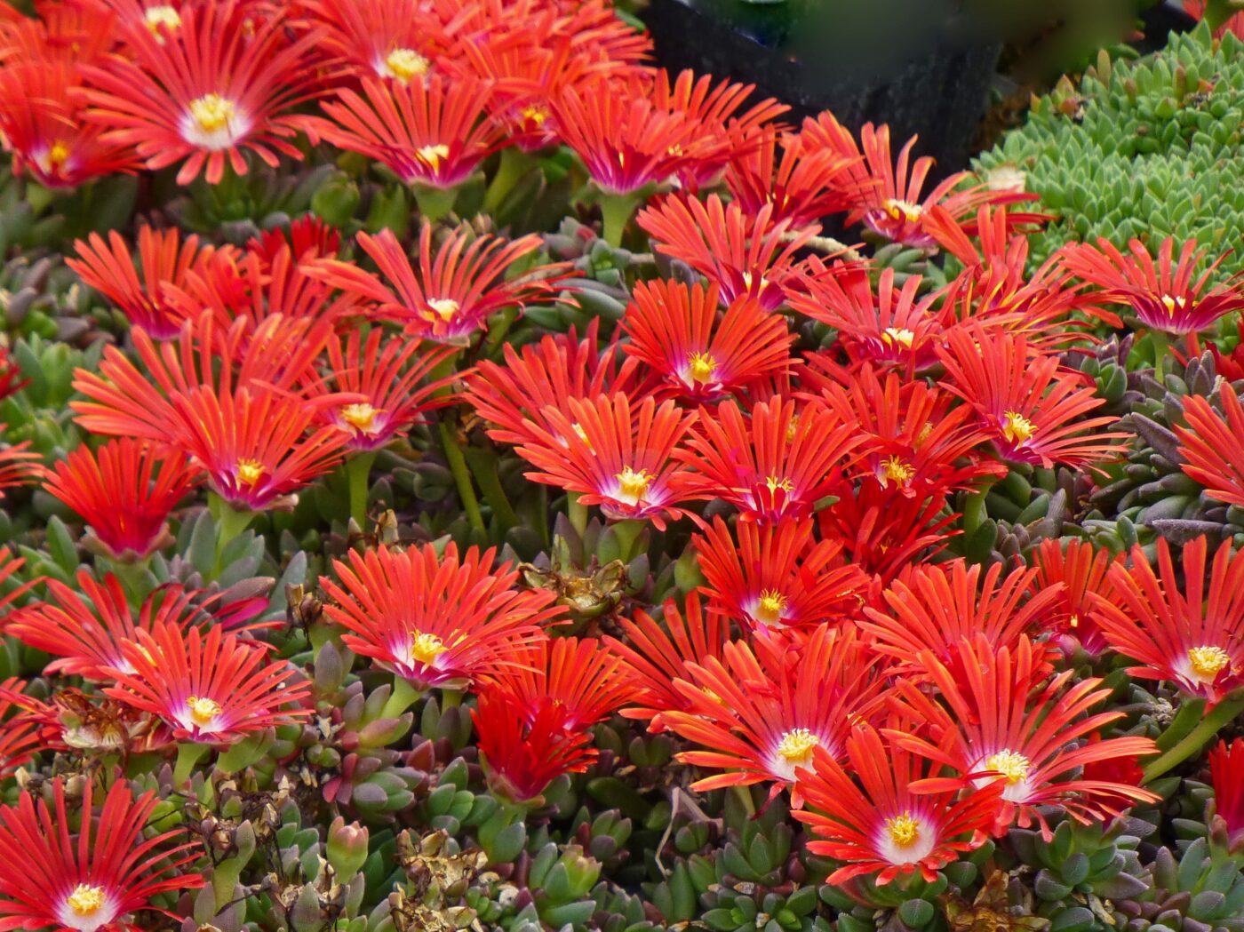 Red mountain ice plant